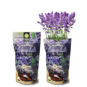 Pop Up garden Kit Lavendel